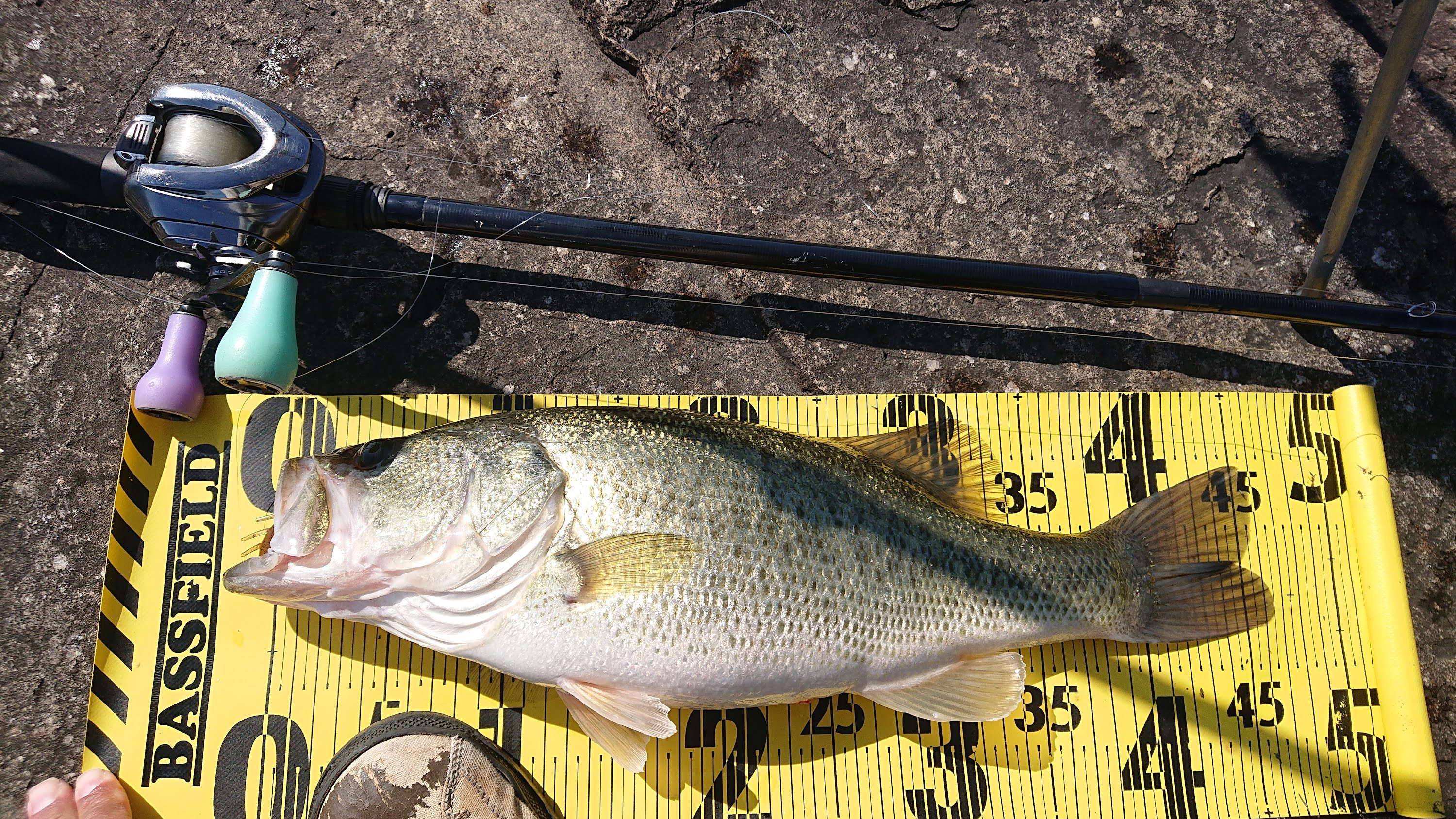 エビgp 今年の2尾目ー Brush ブラッシュ 琵琶湖 バスフィッシング情報 釣果 動画 ムービー満載