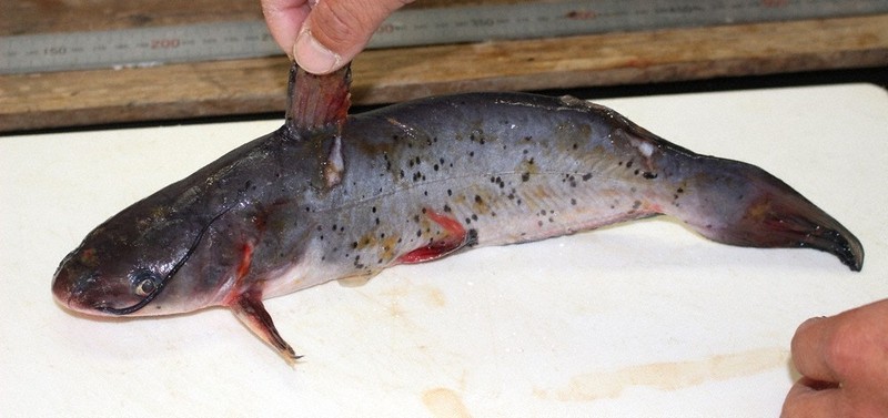 琵琶湖のアメリカナマズ、堰全開放流で遡上か 成魚14匹捕獲